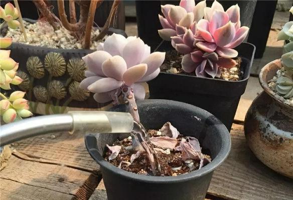 品茶仙人球的正确养护和浇水方法是什么？