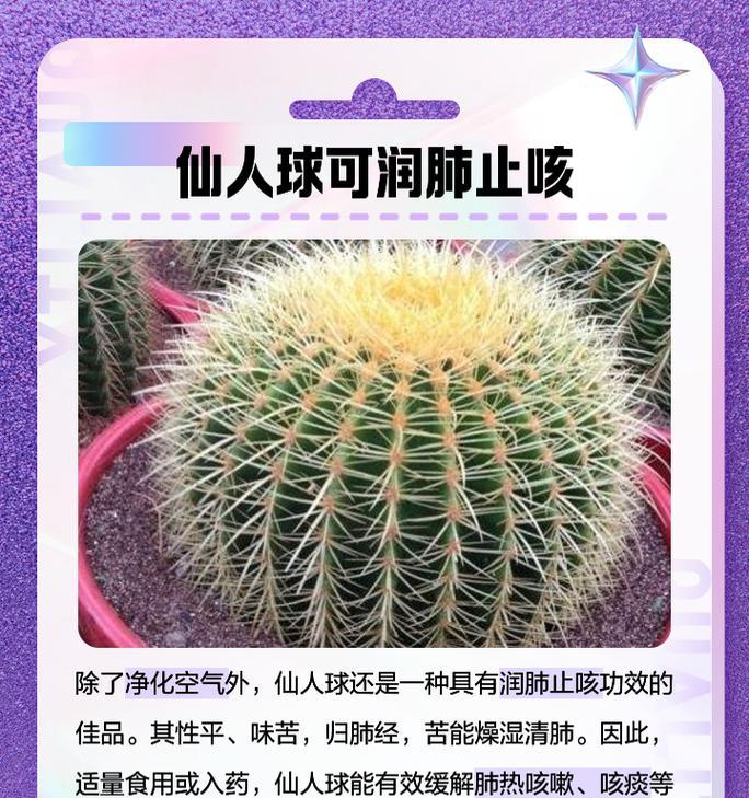 黄花大长虫仙人球的养护要点是什么？