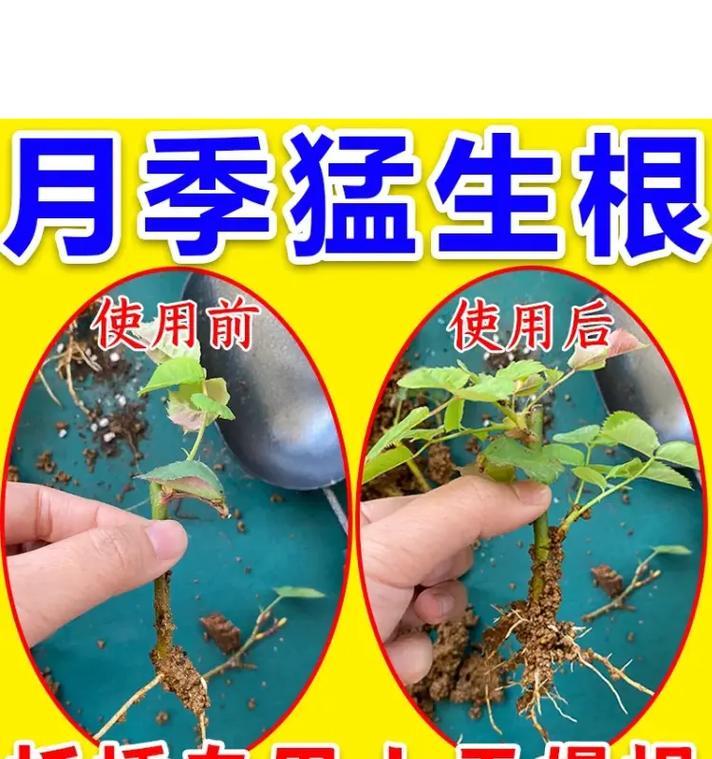 玫瑰花粗枝扦插繁殖的正确步骤是什么？