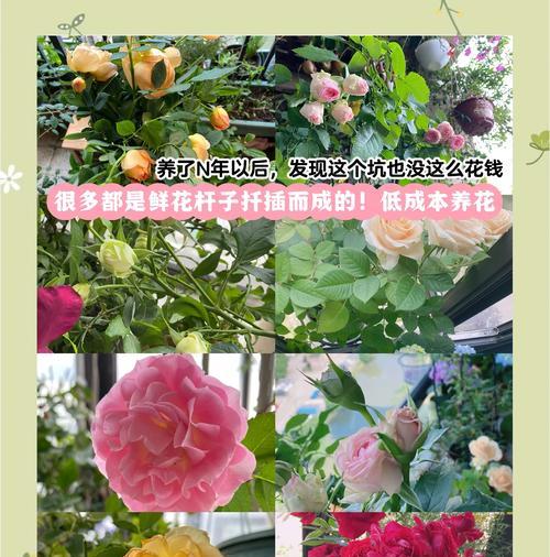 玫瑰花粗枝扦插繁殖的正确步骤是什么？