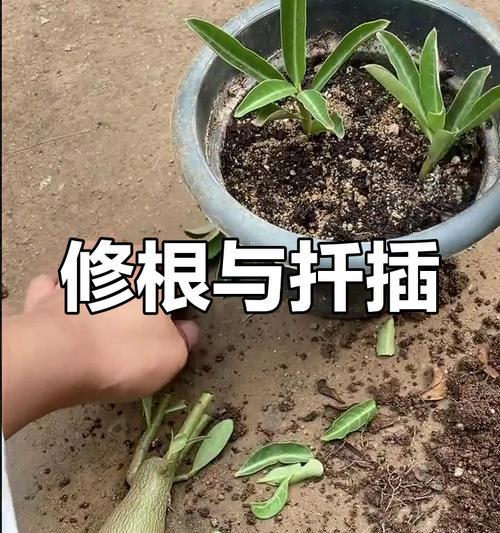 玫瑰花粗枝扦插繁殖的正确步骤是什么？