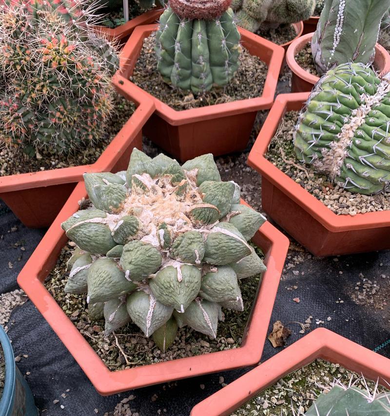 蝴蝶虫仙人掌的养护方法是什么？怎样才能使其开花？