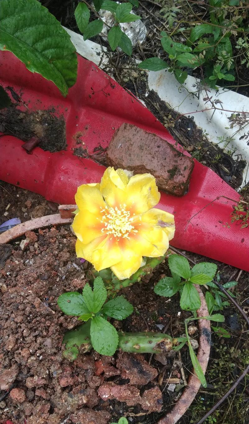 蝴蝶虫仙人掌的养护方法是什么？怎样才能使其开花？