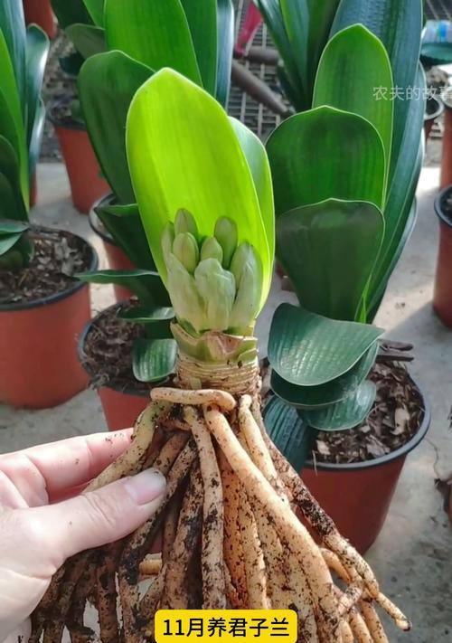 君子兰分芽的种植技巧是什么？