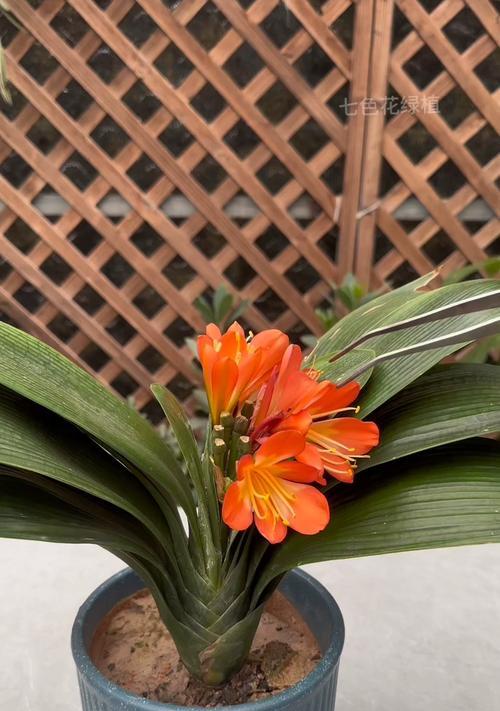 君子兰分芽的种植技巧是什么？