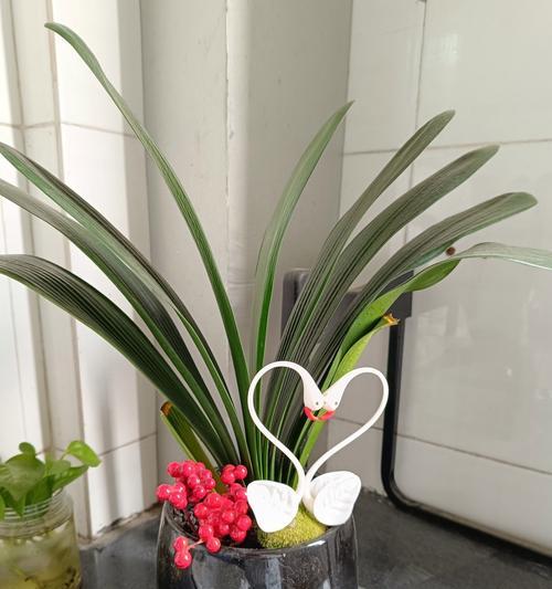 君子兰分芽的种植技巧是什么？