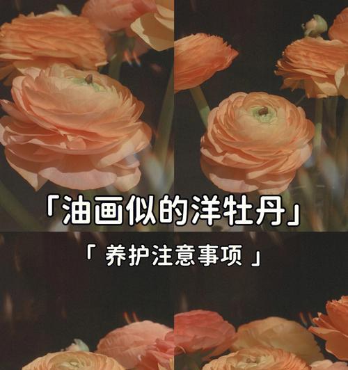 皇冠重瓣牡丹花的养护技巧是什么？管理方法有哪些？