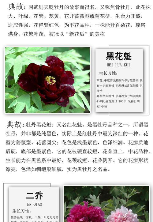皇冠重瓣牡丹花的养护技巧是什么？管理方法有哪些？