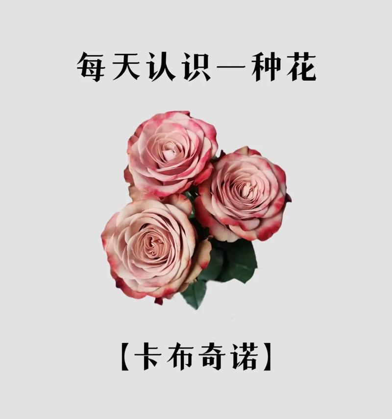 卡布花与玫瑰花有何不同？如何区分？