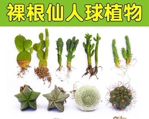 小熊盆栽仙人球的养殖技巧是什么？