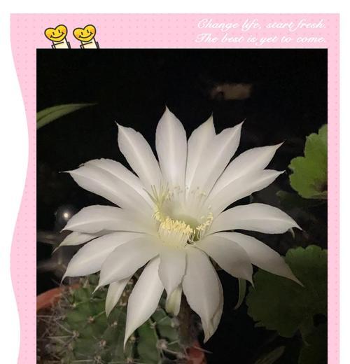 鱼尾纹仙人球好养吗怎么养？有哪些注意事项？