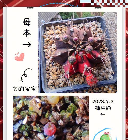 米哈仙人球冬天浇水有什么讲究？如何正确浇水？