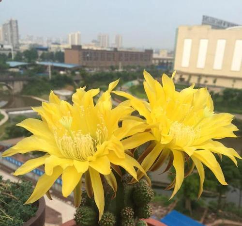 带柱子的开花仙人球好吗？如何正确养护？