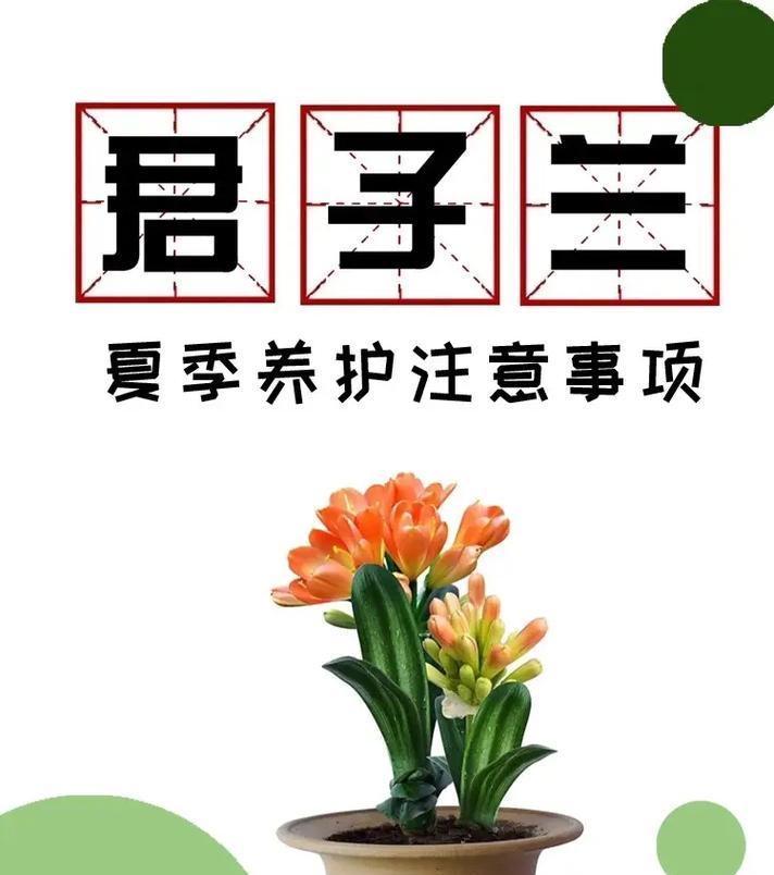 君子兰百鸟朝凤养护要点是什么？如何保持其美观？