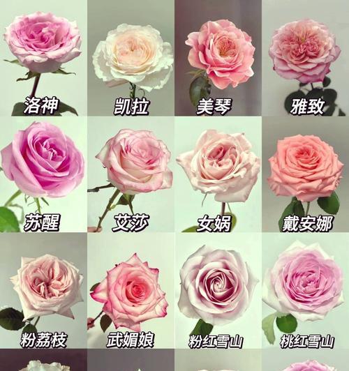 玫瑰花的花瓣数量是多少？
