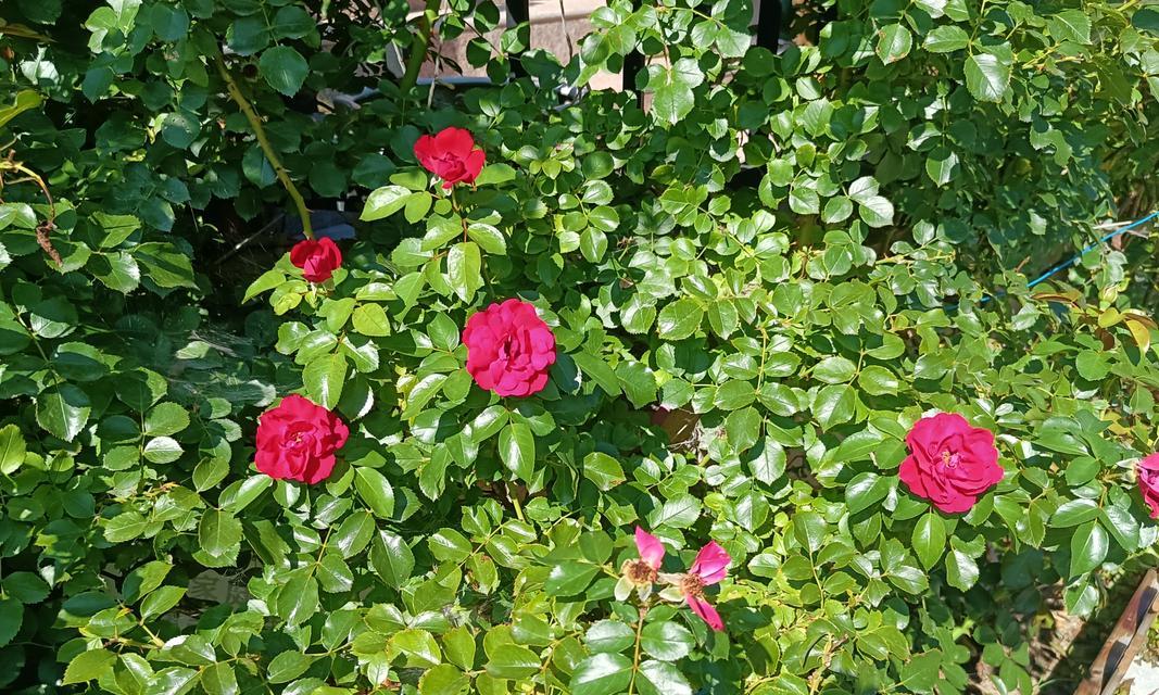 无人接收的玫瑰花如何保持鲜活？