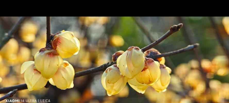 无人接收的玫瑰花如何保持鲜活？