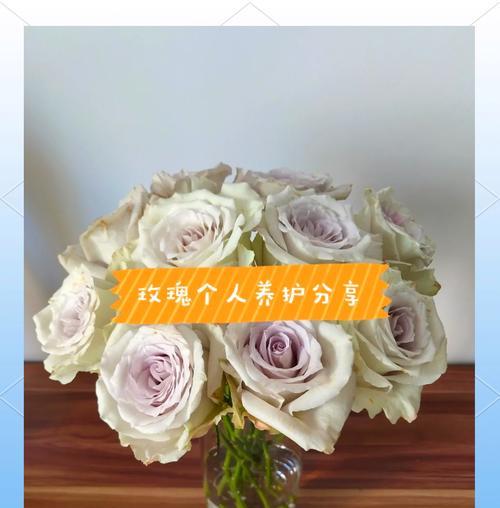 剪玫瑰花叶子有什么好处？剪叶子对玫瑰花生长有何影响？