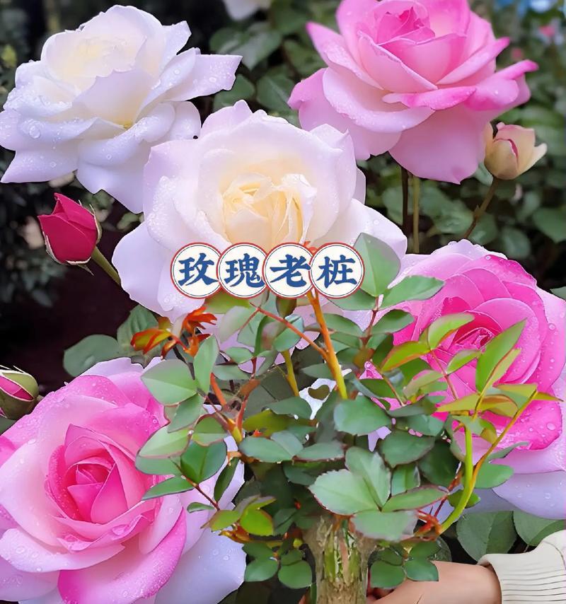 新手如何正确养护玫瑰花？玫瑰花养护的常见误区有哪些？