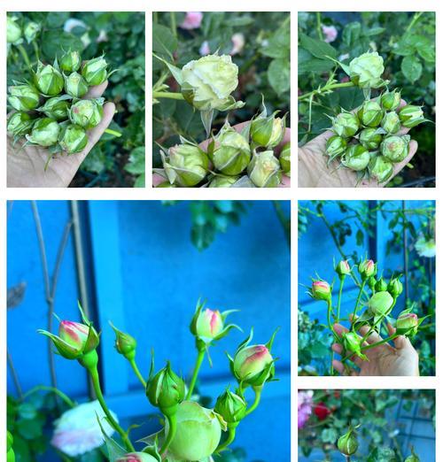 新手如何正确养护玫瑰花？玫瑰花养护的常见误区有哪些？