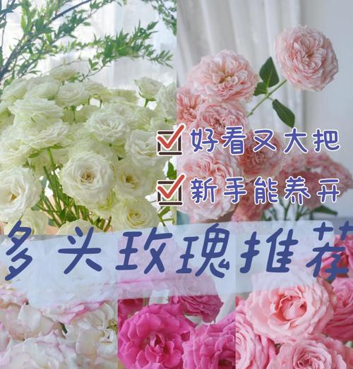 多头玫瑰花的种植技巧和注意事项是什么？