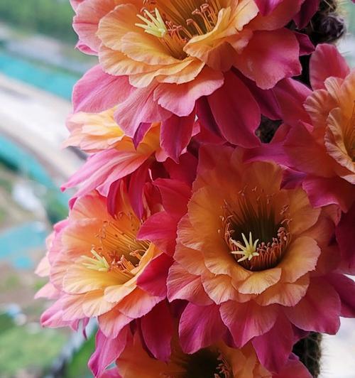 空心砖养仙人球开花的秘诀是什么？