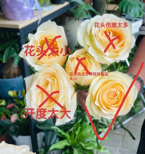 保鲜柜中养护玫瑰花的正确方法和效果如何？