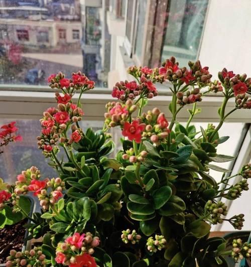 室内补光灯怎么用才能让君子兰开花？使用过程中需要注意什么？
