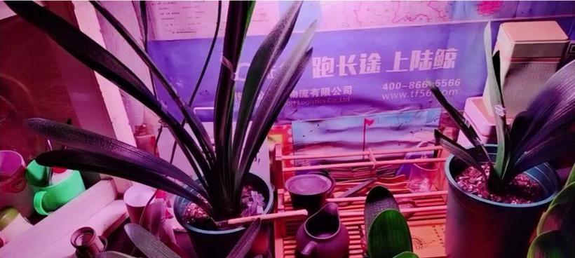 室内补光灯怎么用才能让君子兰开花？使用过程中需要注意什么？