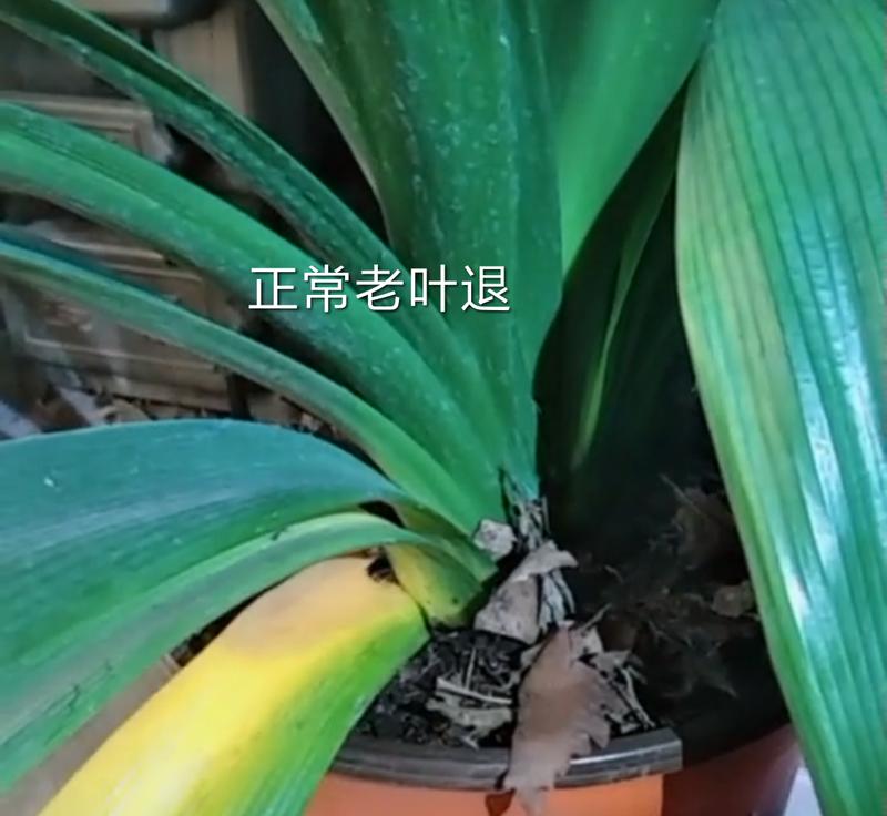 君子兰黄叶修剪后多久能恢复？
