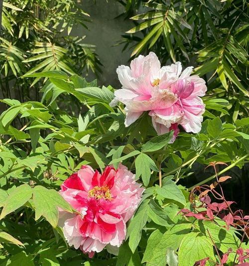 牡丹花快开时如何处理？开花前的养护要点是什么？