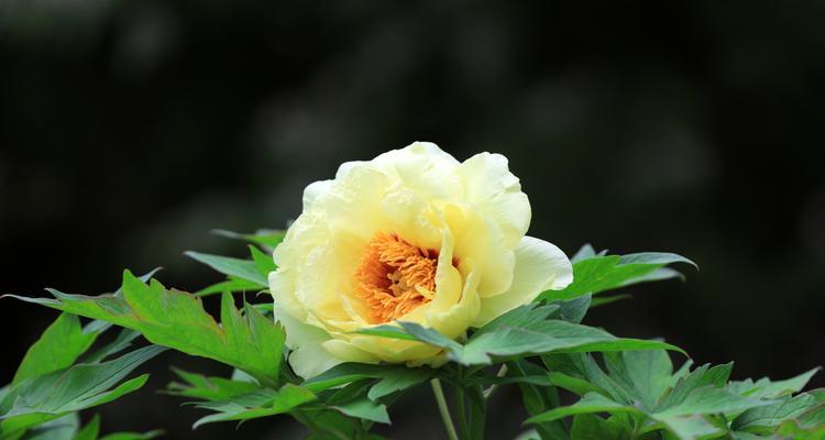 牡丹花快开时如何处理？开花前的养护要点是什么？
