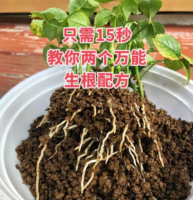 生根仙人球浇水方法是什么？多久浇一次？