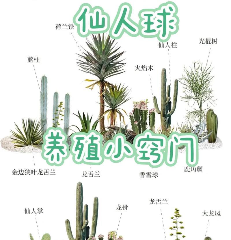 水杯养仙人球开花的秘诀是什么？