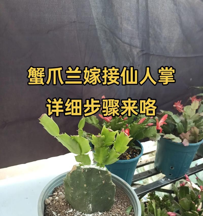 仙人球嫁接的方法和技巧有哪些？