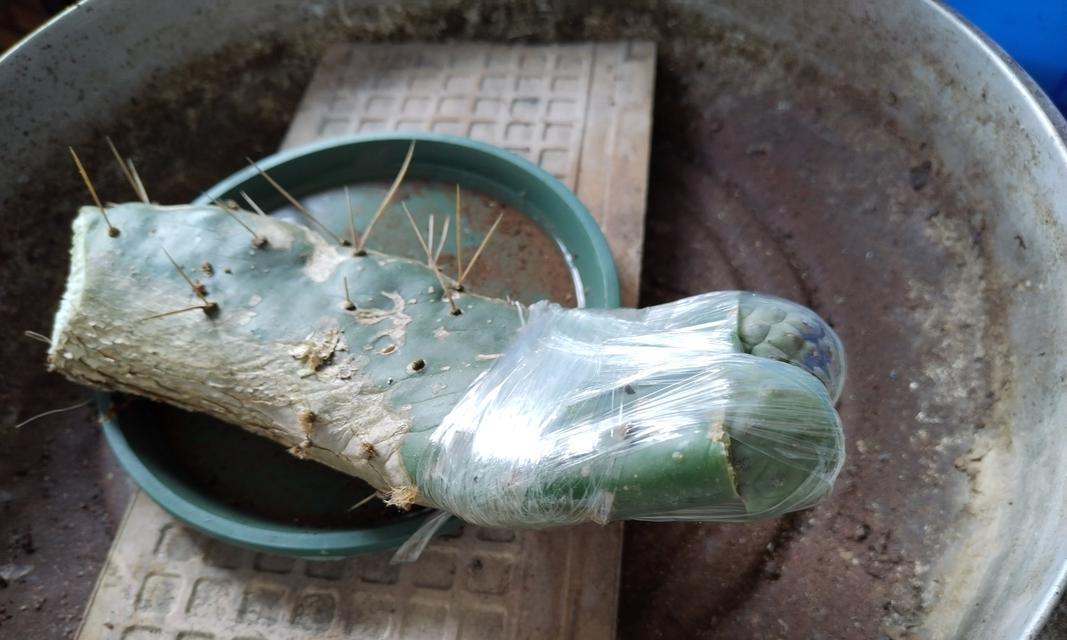 仙人球嫁接的方法和技巧有哪些？
