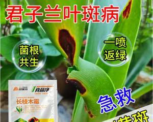 君子兰出现黄斑的原因是什么？如何有效治疗？