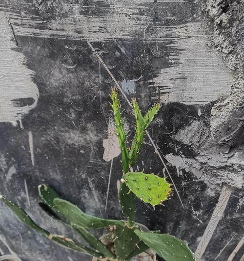 普通仙人掌的修剪方法有哪些？
