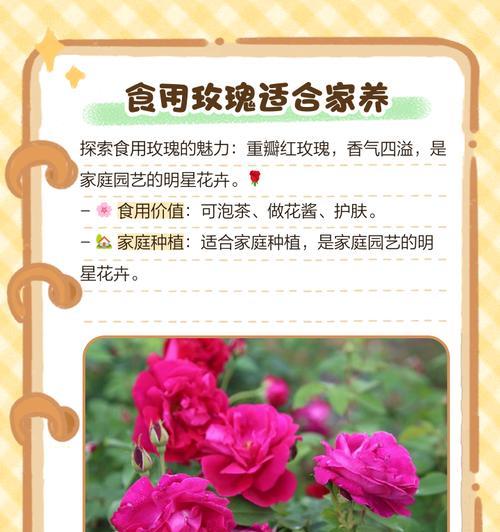 大型单个玫瑰花的养护技巧有哪些？