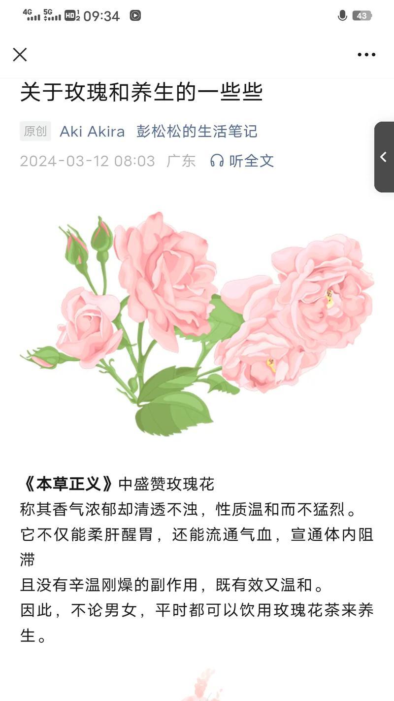 大型单个玫瑰花的养护技巧有哪些？
