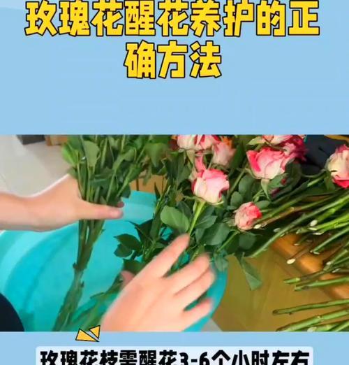 大型单个玫瑰花的养护技巧有哪些？