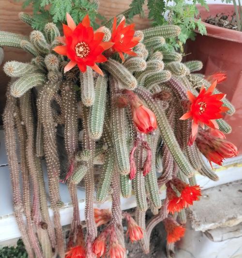 仙人掌开花的条件和秘诀是什么？