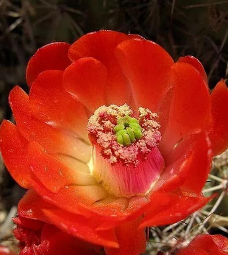 仙人掌开花的条件和秘诀是什么？