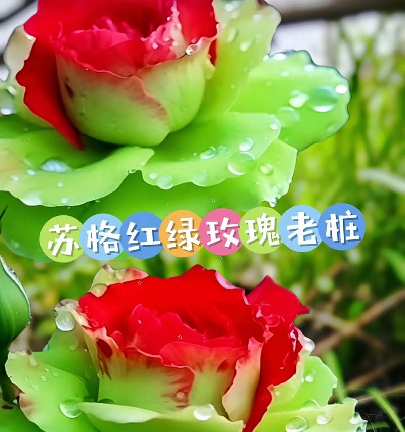 绿玫瑰花的养护方法是什么？如何保持其鲜艳的颜色？