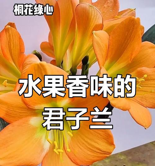 君子兰开花无香气的原因是什么？