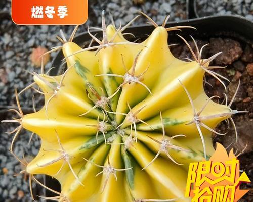仙人球长斑点的原因是什么？如何预防和处理？