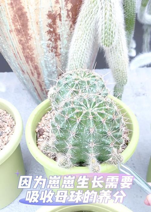 如何将小仙人球养得美观？