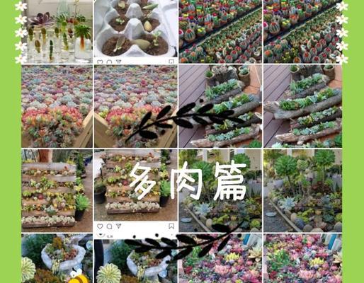 发财仙人掌的养护要点是什么？怎样才能茁壮成长？