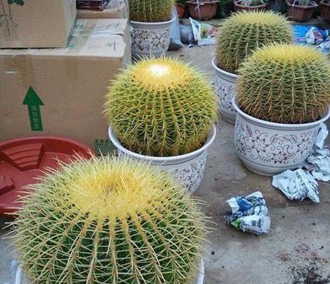发财仙人掌的养护要点是什么？怎样才能茁壮成长？