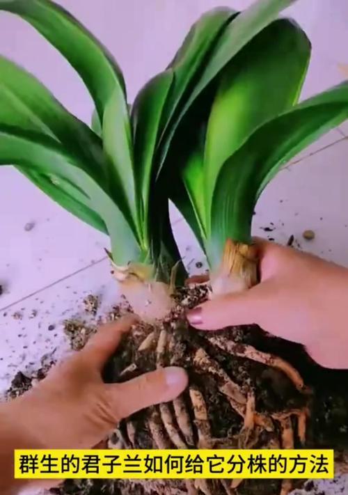 贵州气候下君子兰的养殖技巧是什么？
